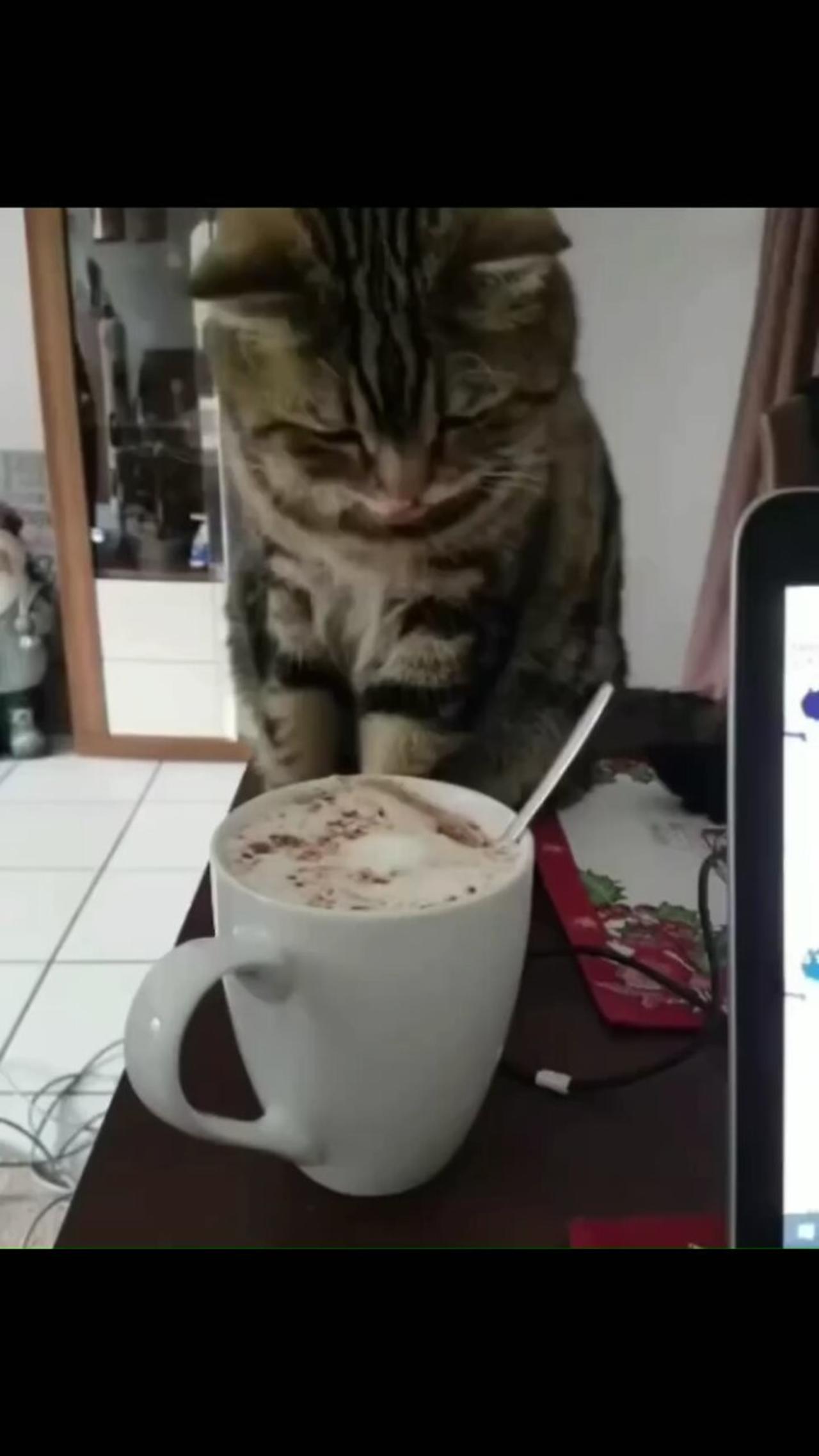 Sweet Cat Dives Paw into Cappuccino!