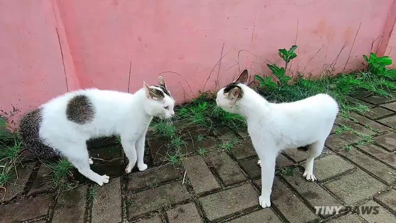 Cats Fighting and Meowing - These two are still bloody brothers