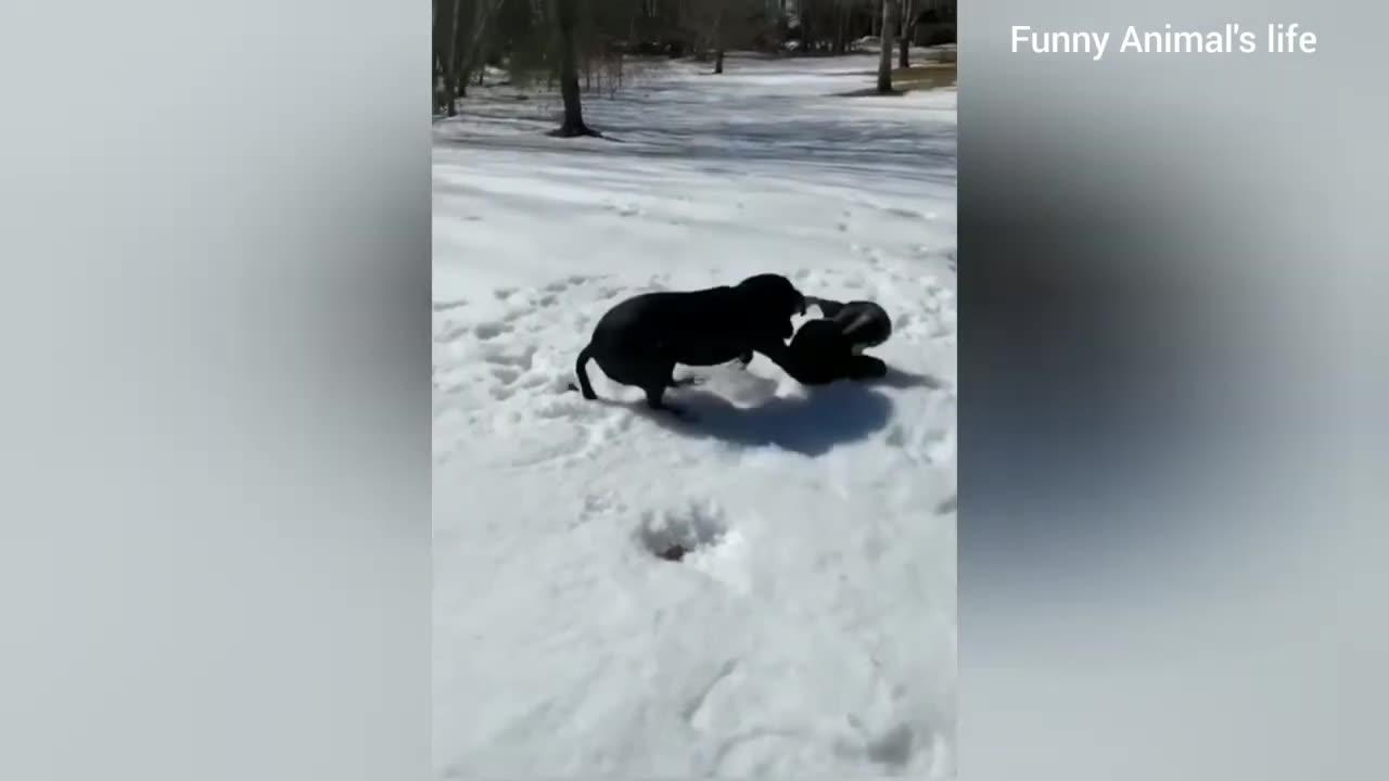 Laugh Out Loud Hilarious and Adorable Animals One News Page VIDEO