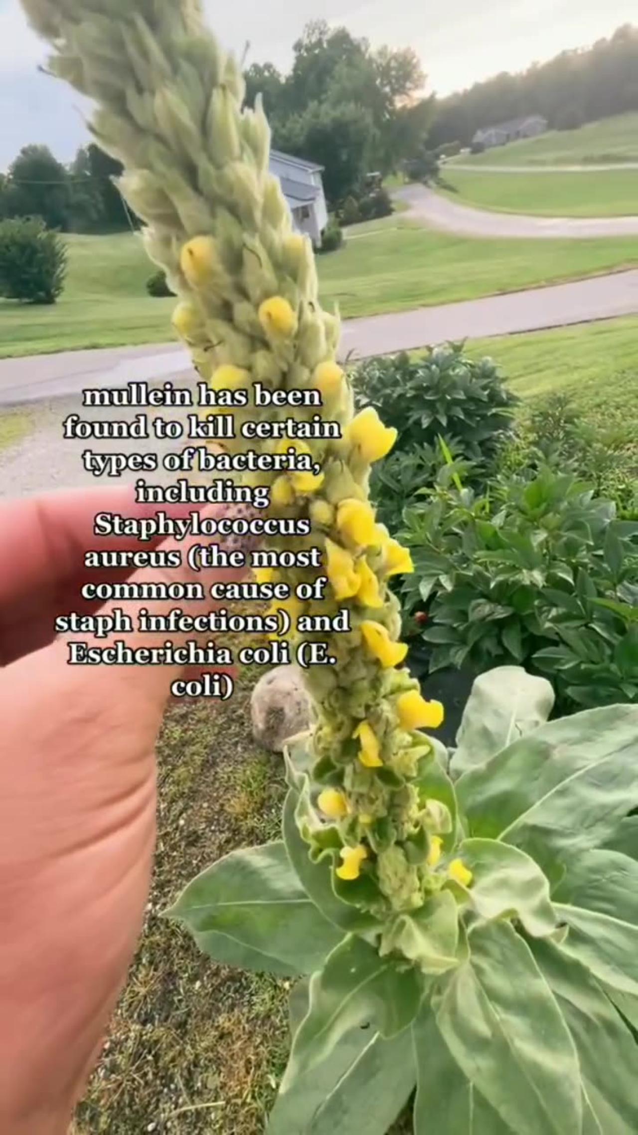 Do You Have Mullein In Your Place Its A Good - One News Page Video