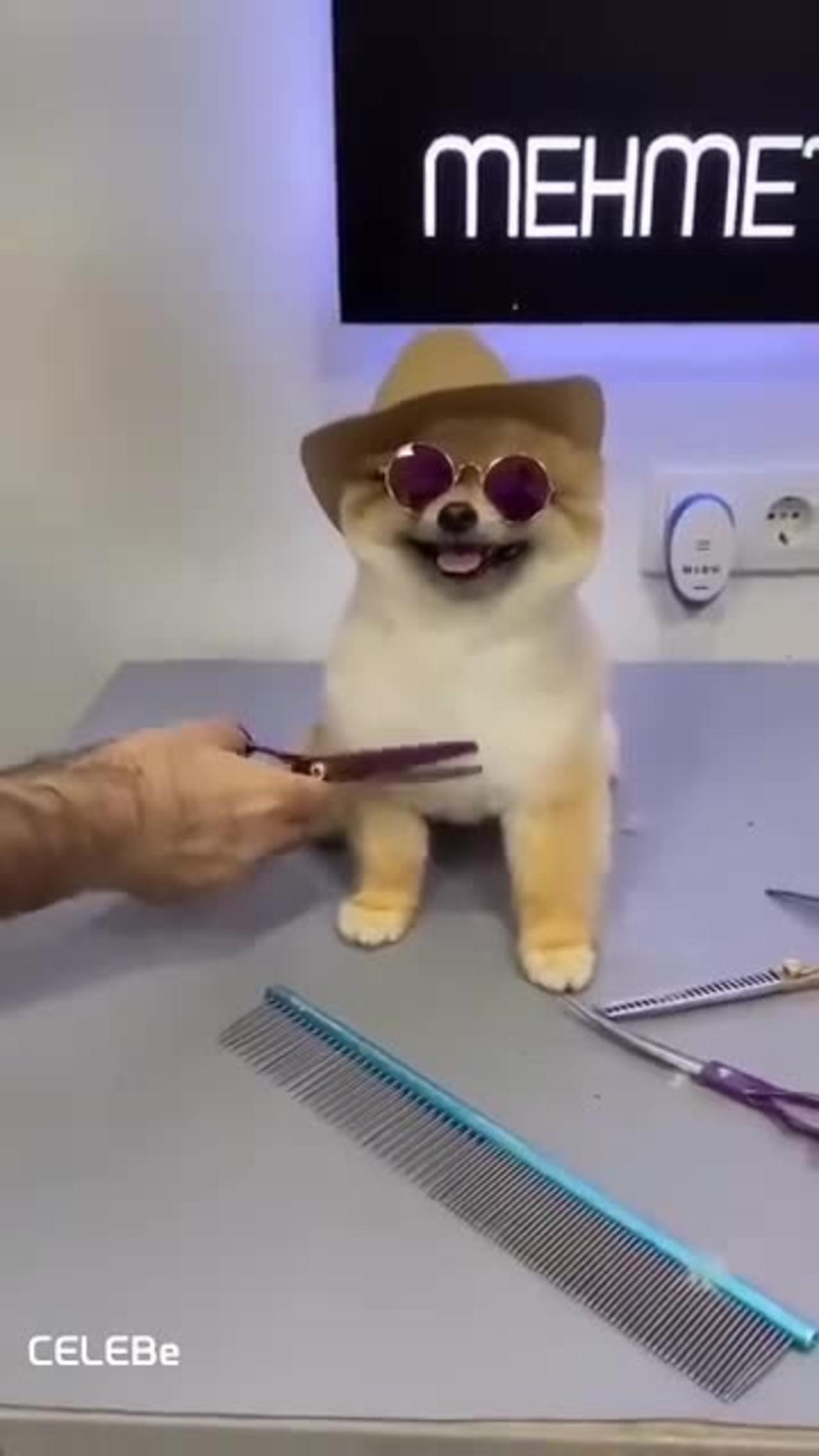 Cute Dog cutting hair funniest moment