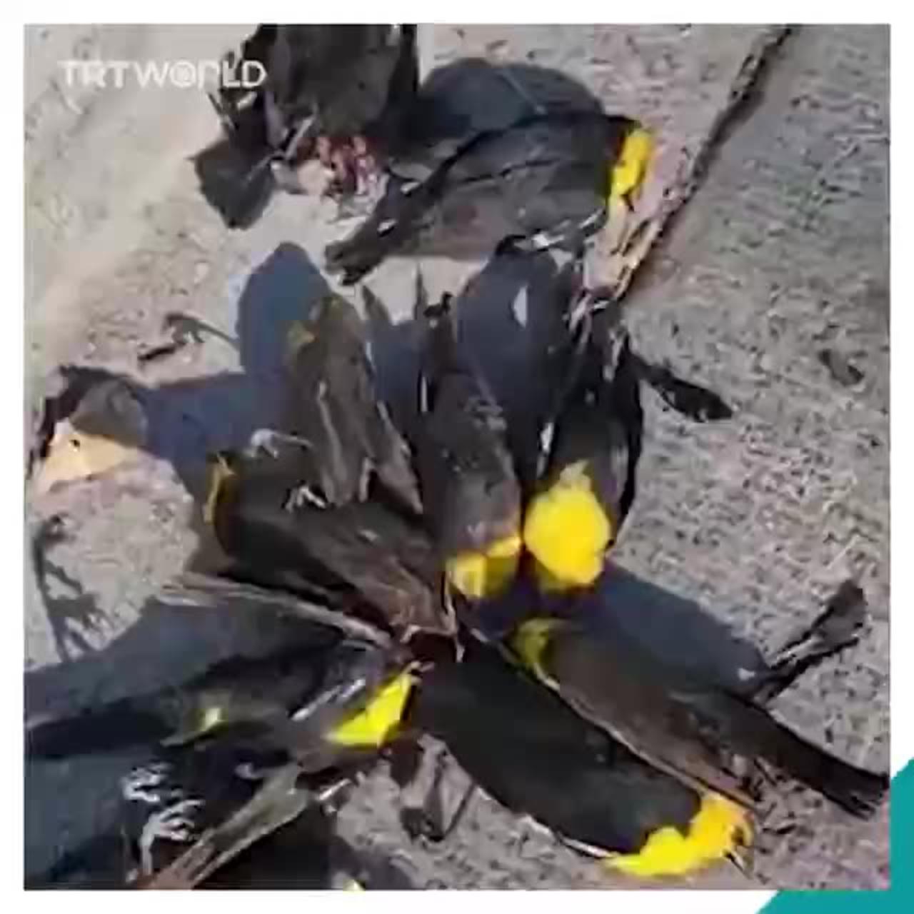 In Mexico, a large part of a flock of birds suddenly died while in flight, for no apparent reason
