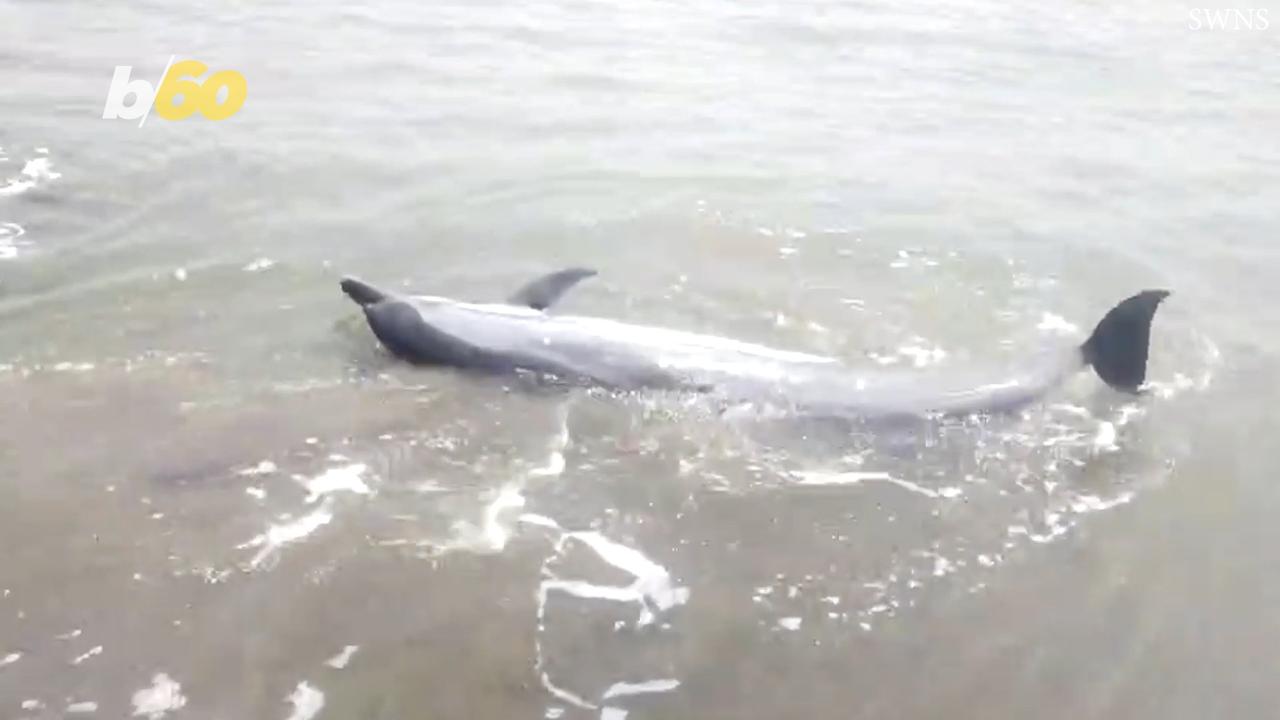 Beached Dolphin Rescued By Good Samaritans in India