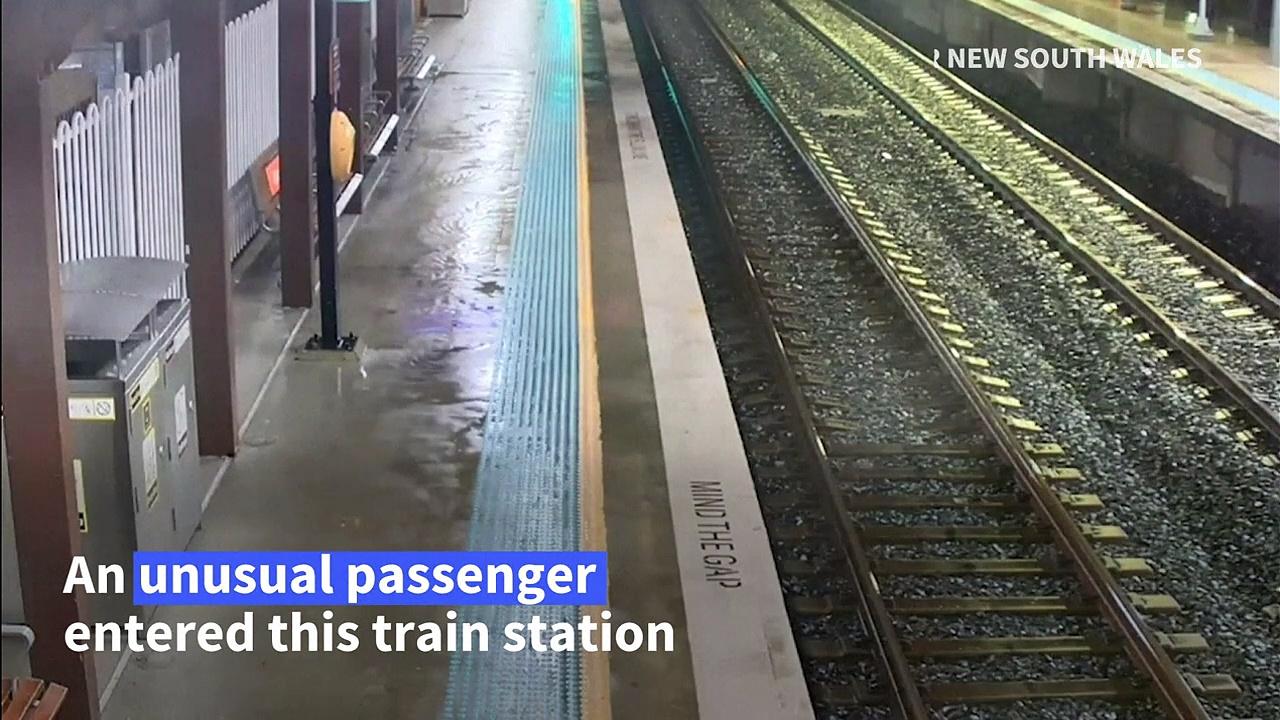 Rogue racehorse trots up to Sydney train platform