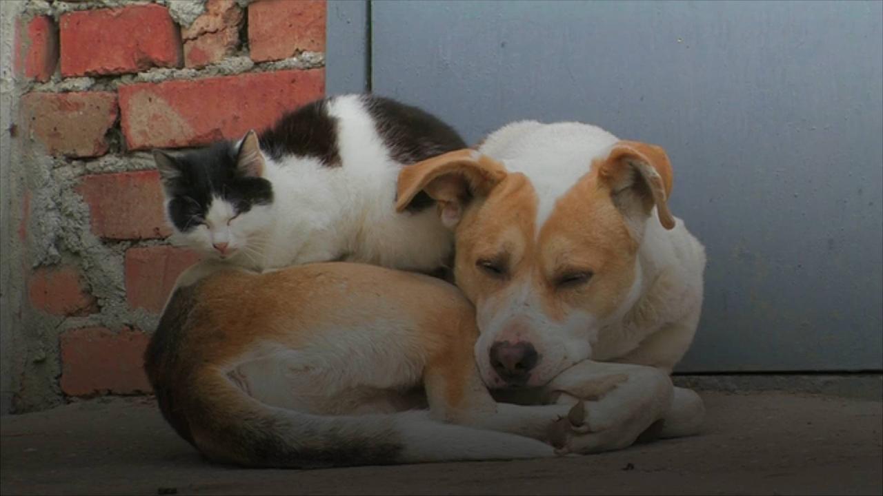 6 Tips to Help Dogs and Cats Get Along