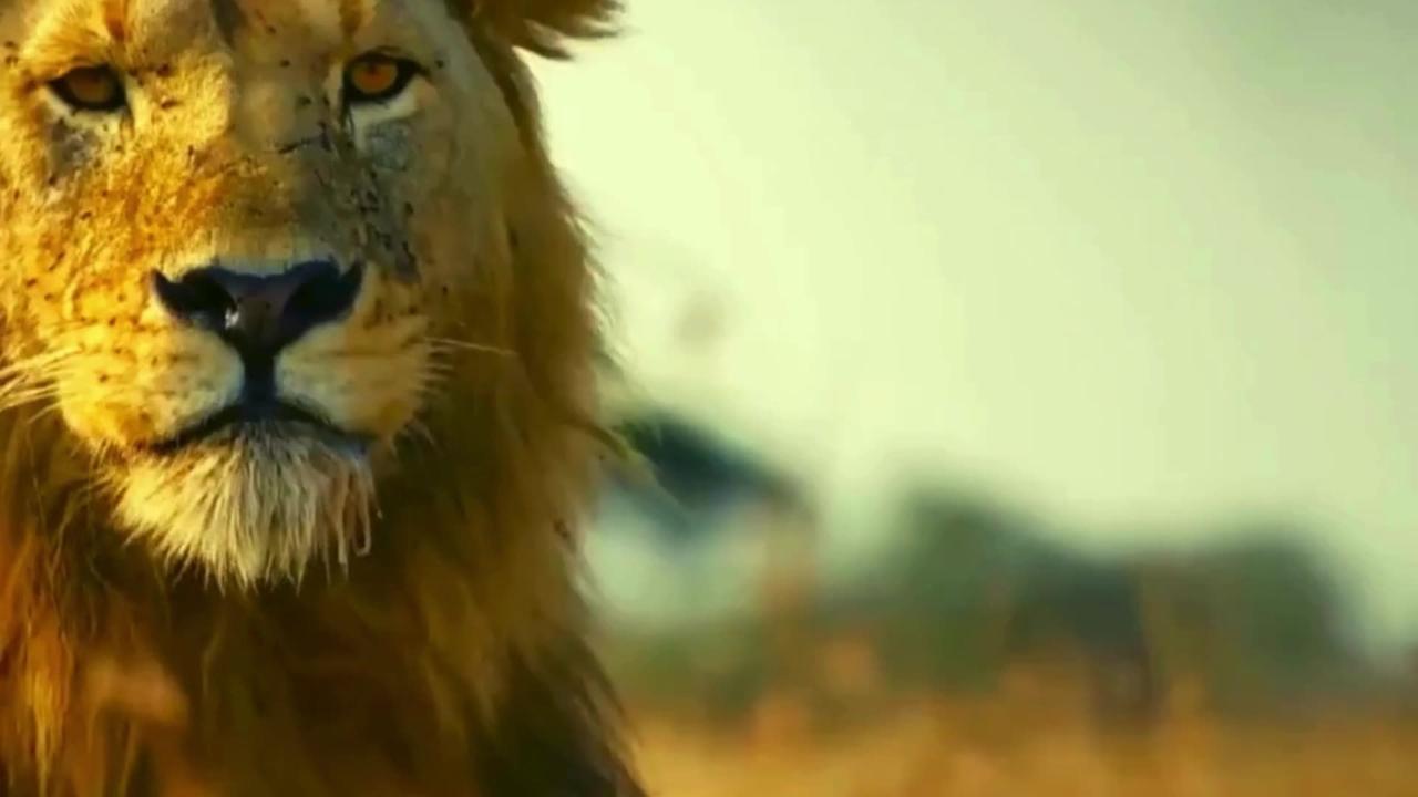 lion fails hunt buffalo 01 - One News Page VIDEO