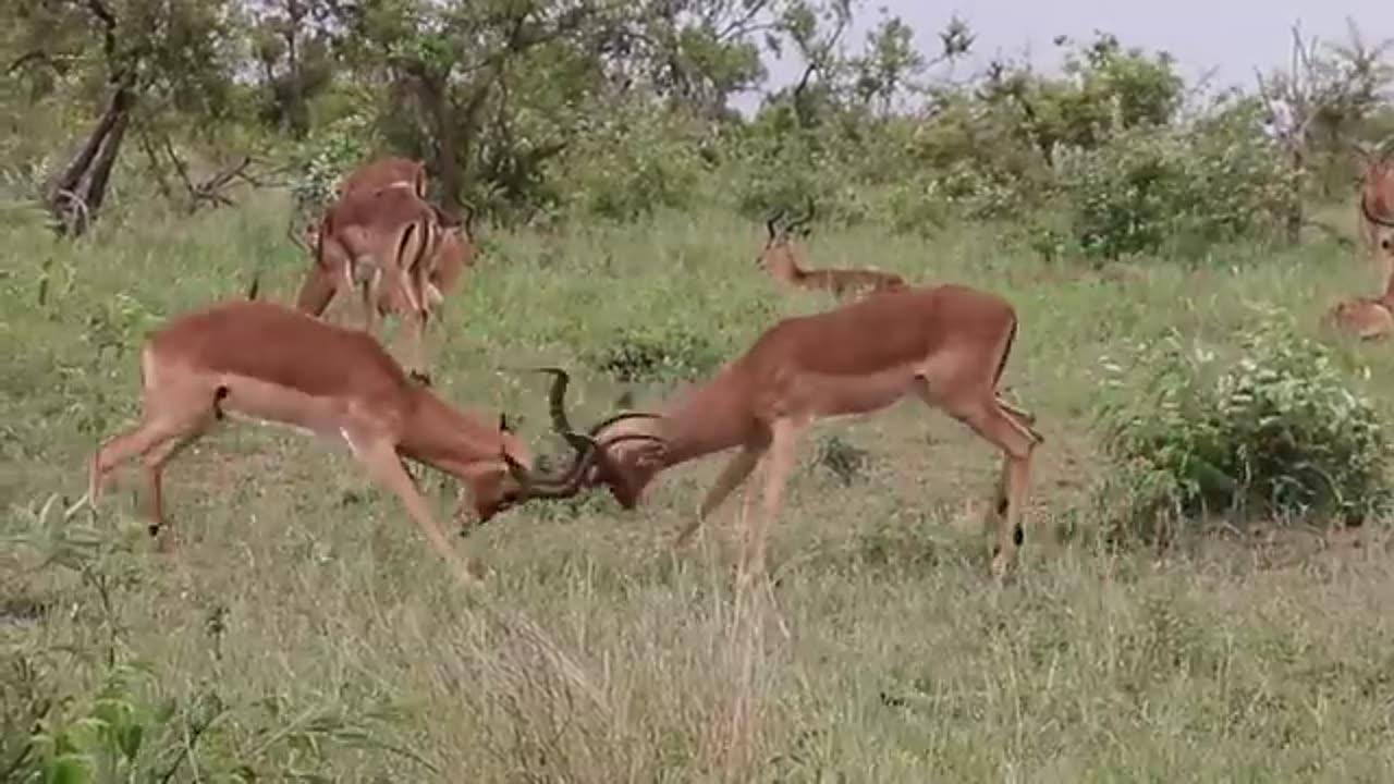 Impala Rams Fighting Copyright Free Animal Videos
