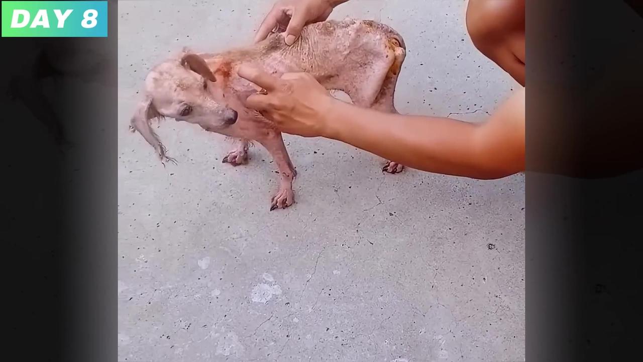 A scrawny stray dog, Found by rescuers, Amazing Transformation