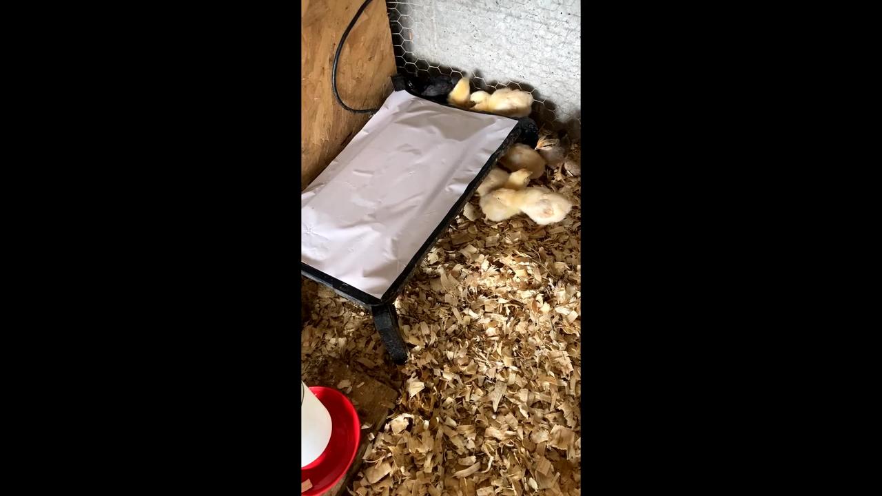 How to Poop-Proof Your Brooder Plate