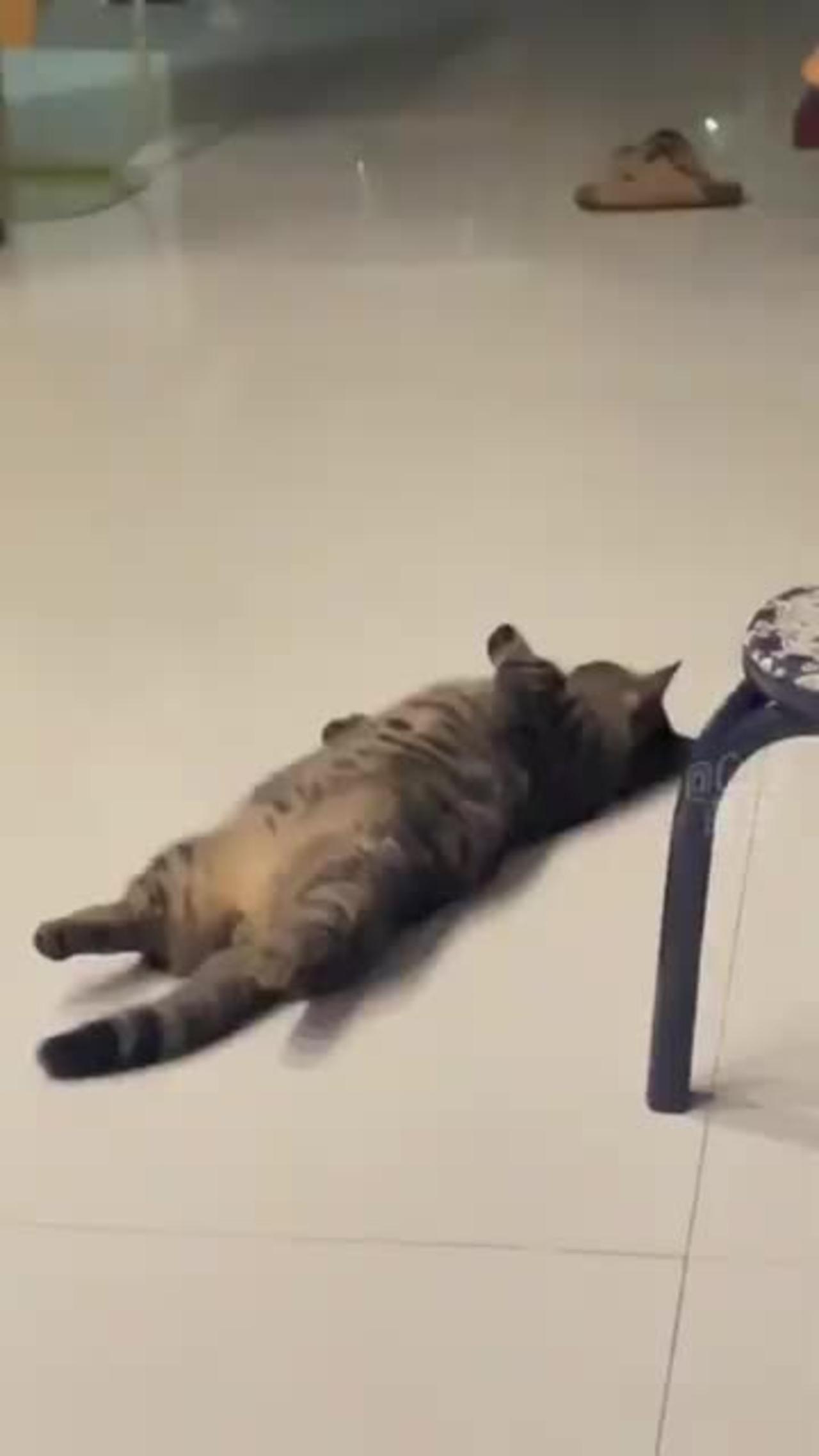 Funny cats and dogs videos one news page video