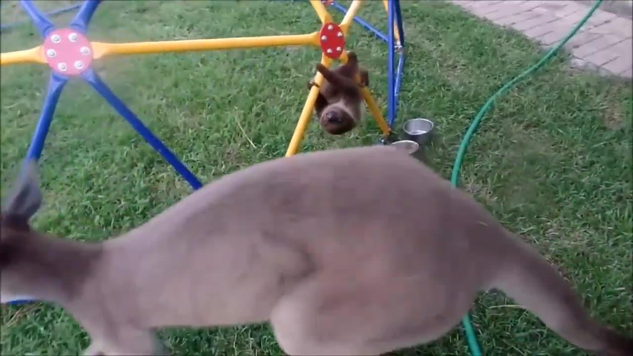 Video funk animals - One News Page VIDEO