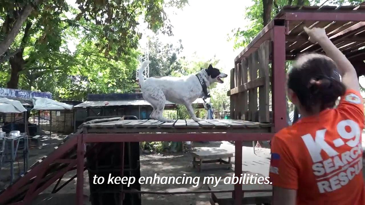 Paw responders: Philippines trains pet dogs for search and rescue