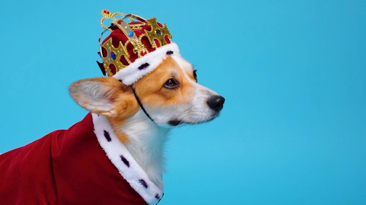 Forgotten Royal Pets That Will Undoubtedly Surprise You!