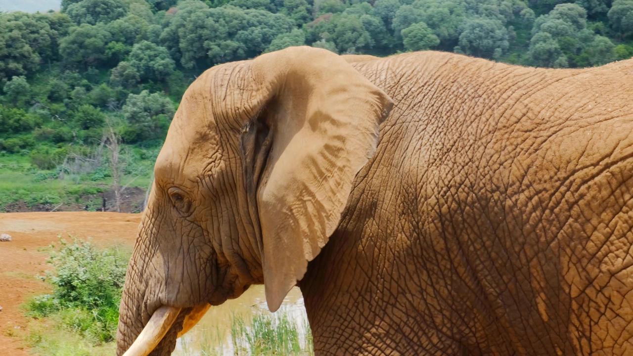 The African bush elephant