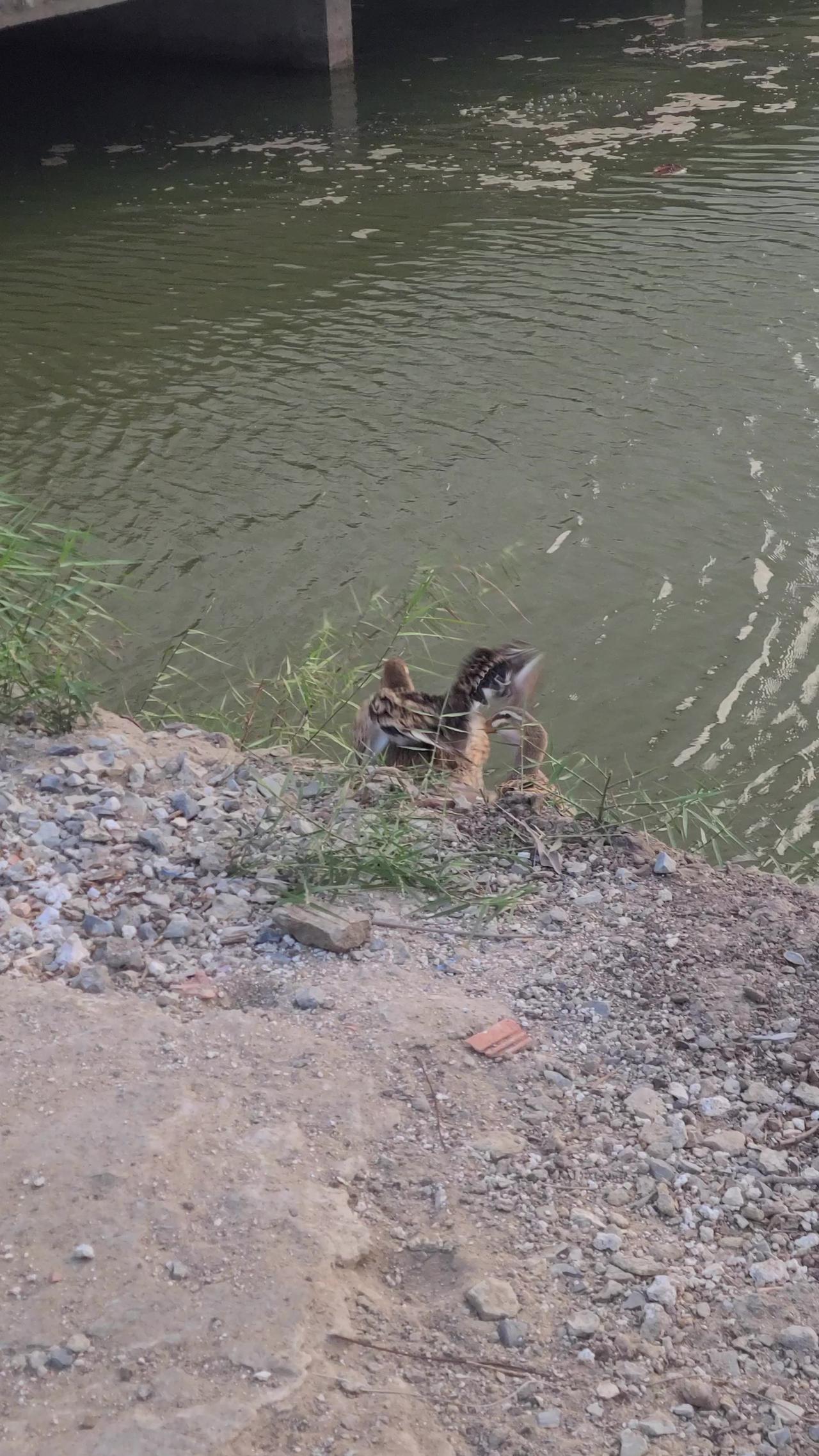 two cute ducks