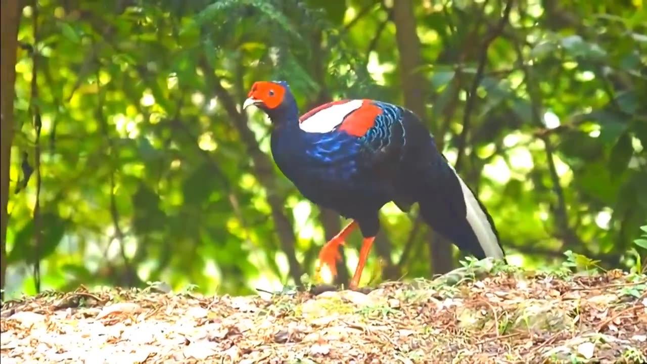 Amazing Largest Birds of The World Birds of Rainforest - Nature Film