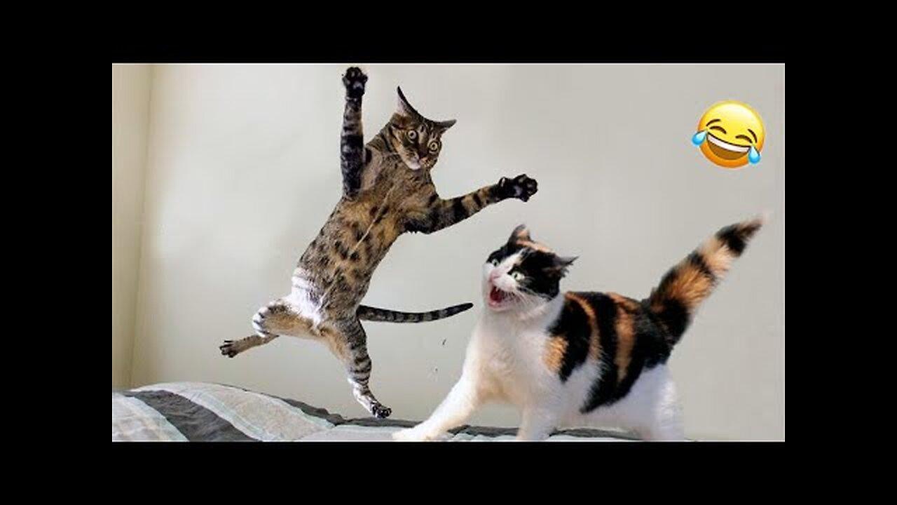Funny cats _ dogs - Funny animal videos - part 1