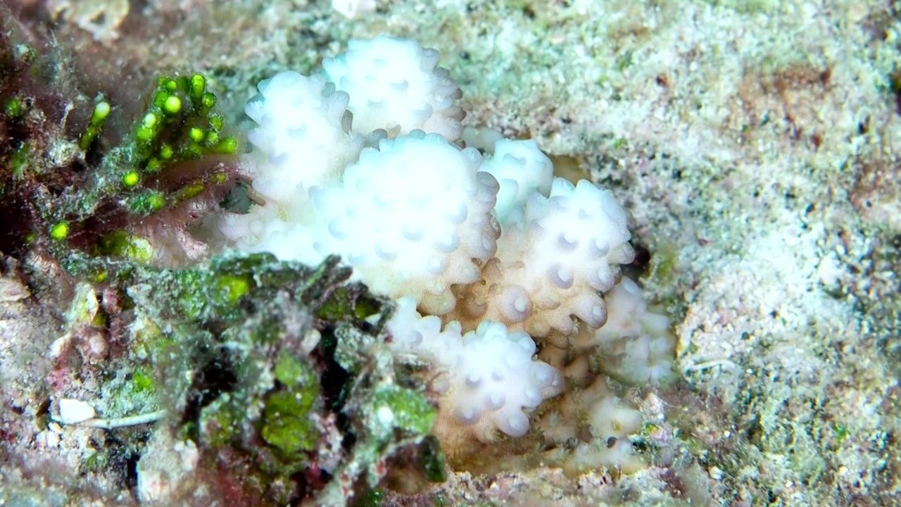Coral bleaching found in deeper water, scientist says
