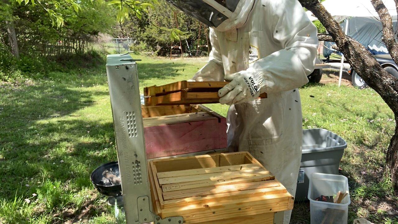 Finishing mature hives split in nursery apiary, and some house keeping…..