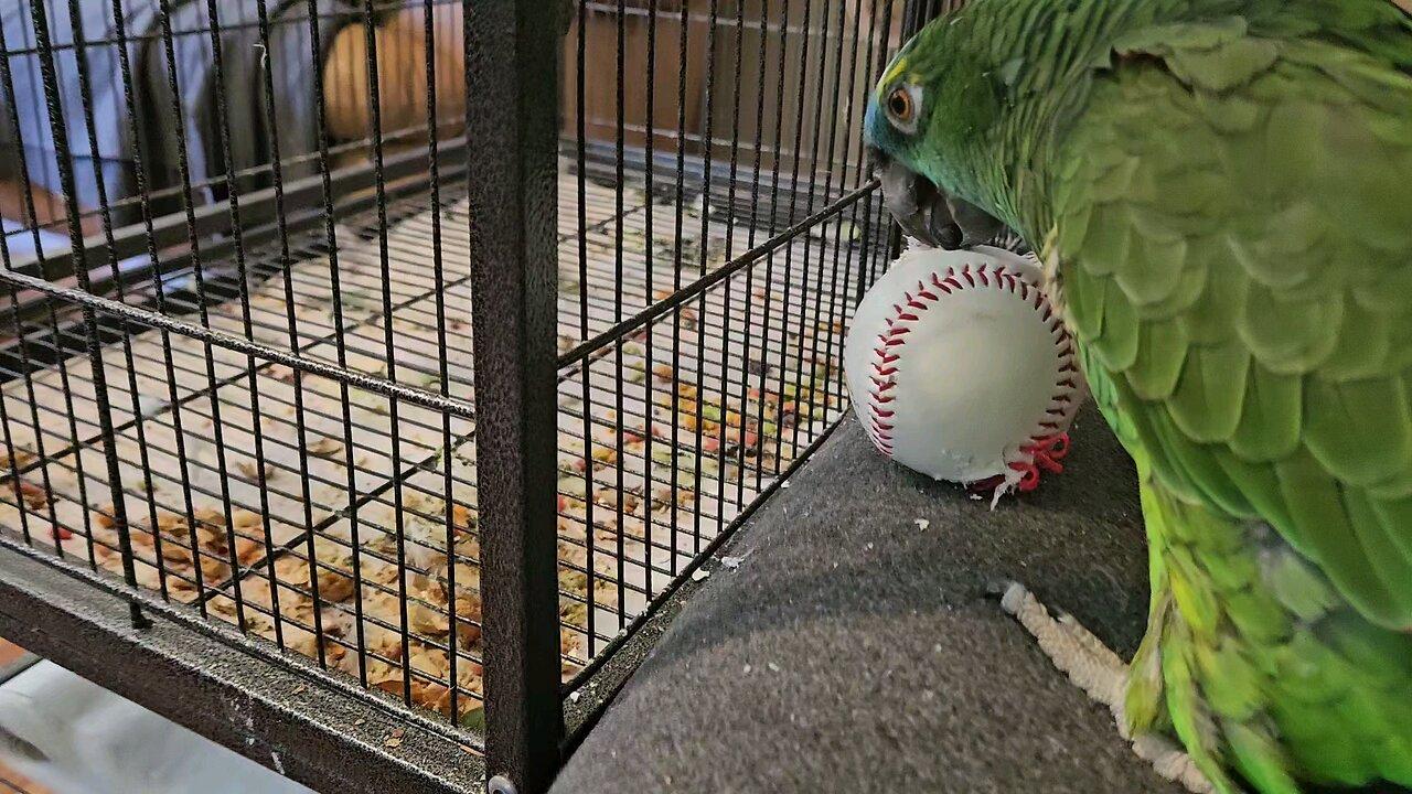 Rocco vs. baseball