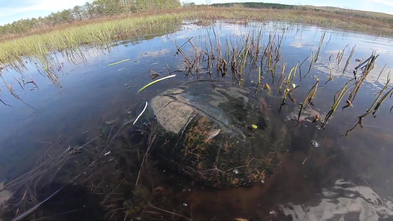 Snapping Turtles Mating