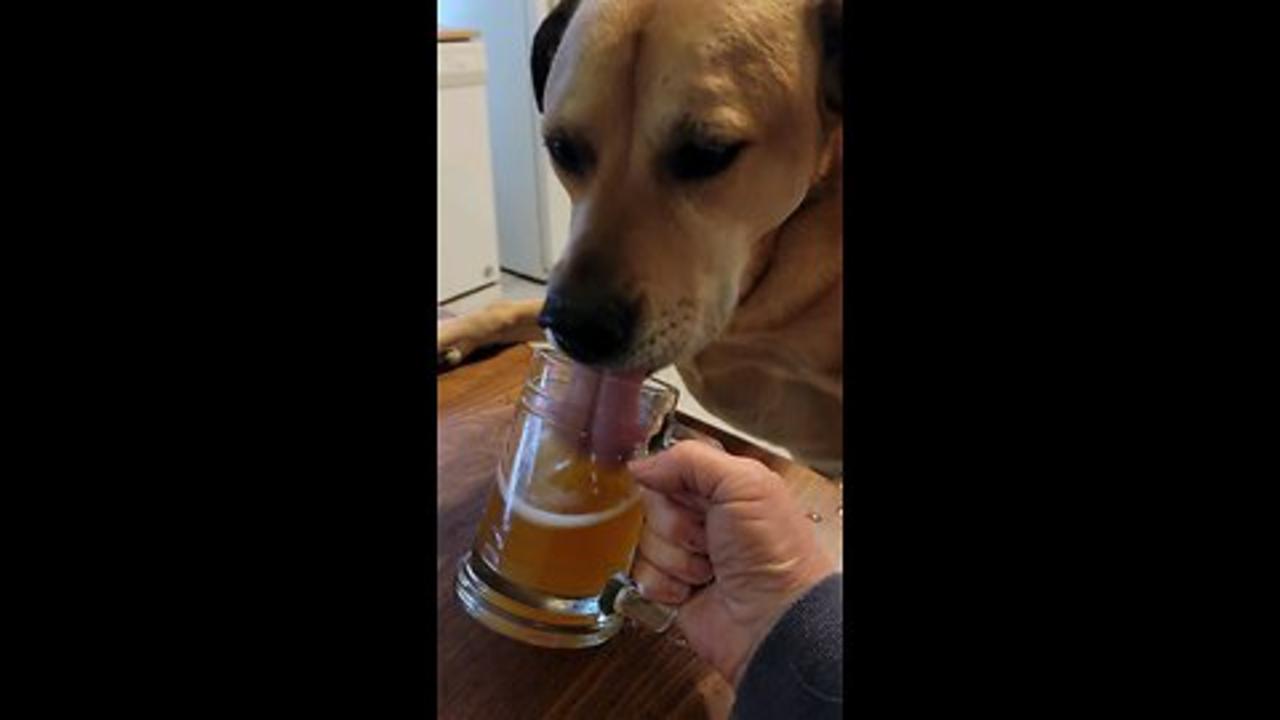My dog Indy loves Blue Moon beer, LOL!