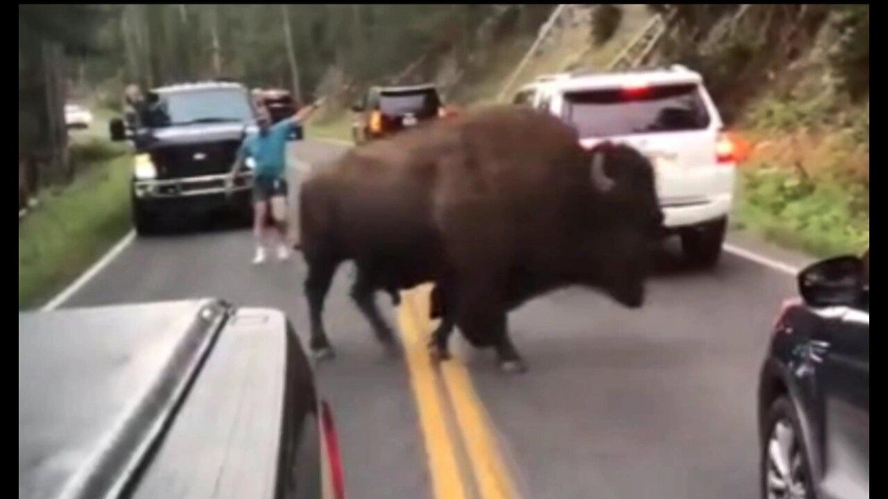 Don't Approach the Bison in Yellowstone National Park