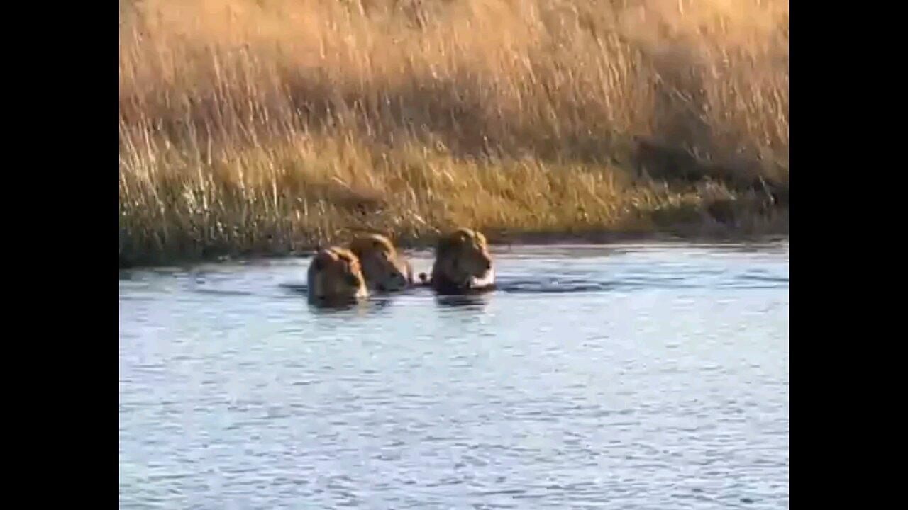 Hippo Attacks 3 Lions Crossing The River