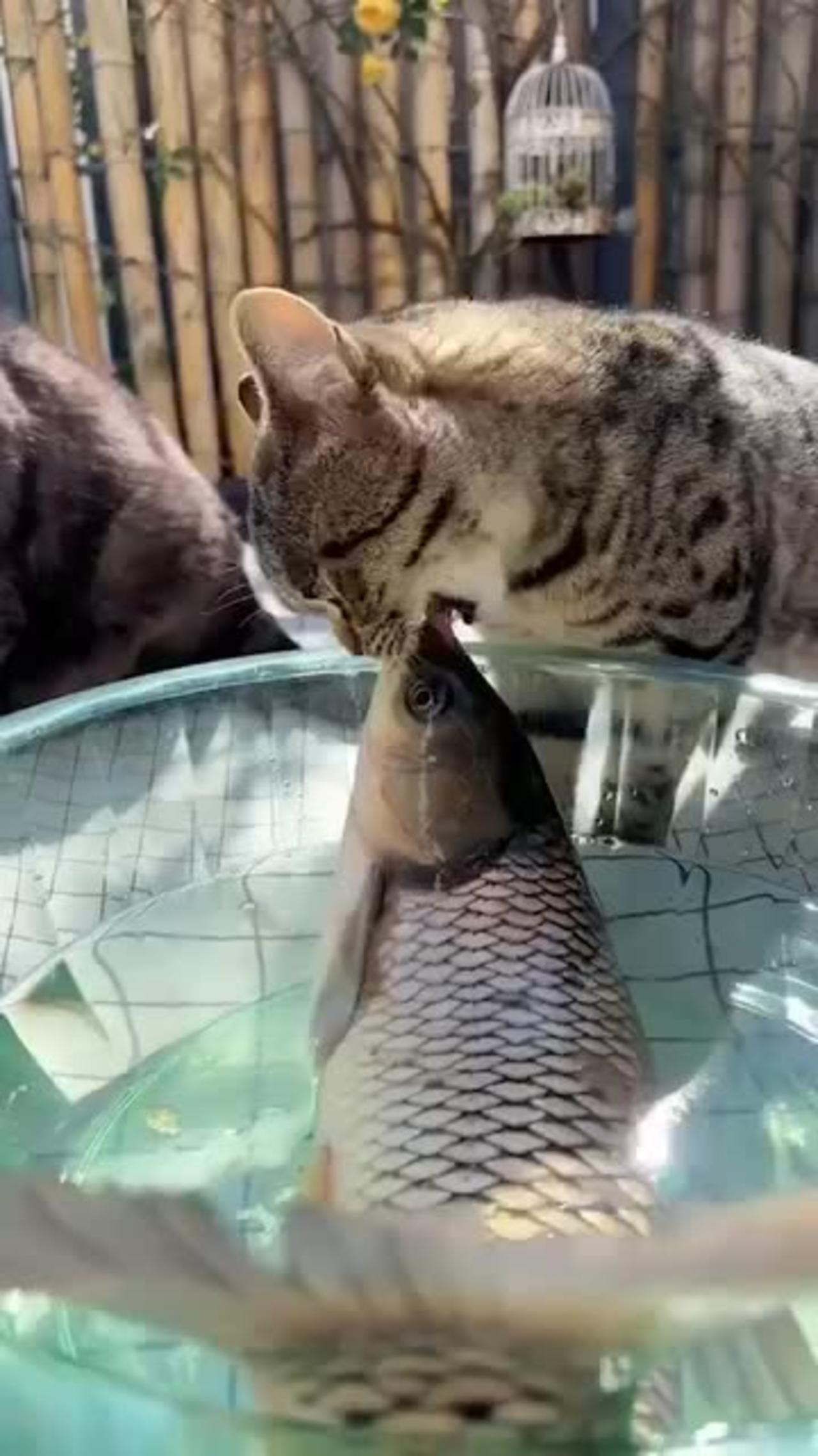Cat🐱 loving Fish 🐟😍😍😍 Kissing