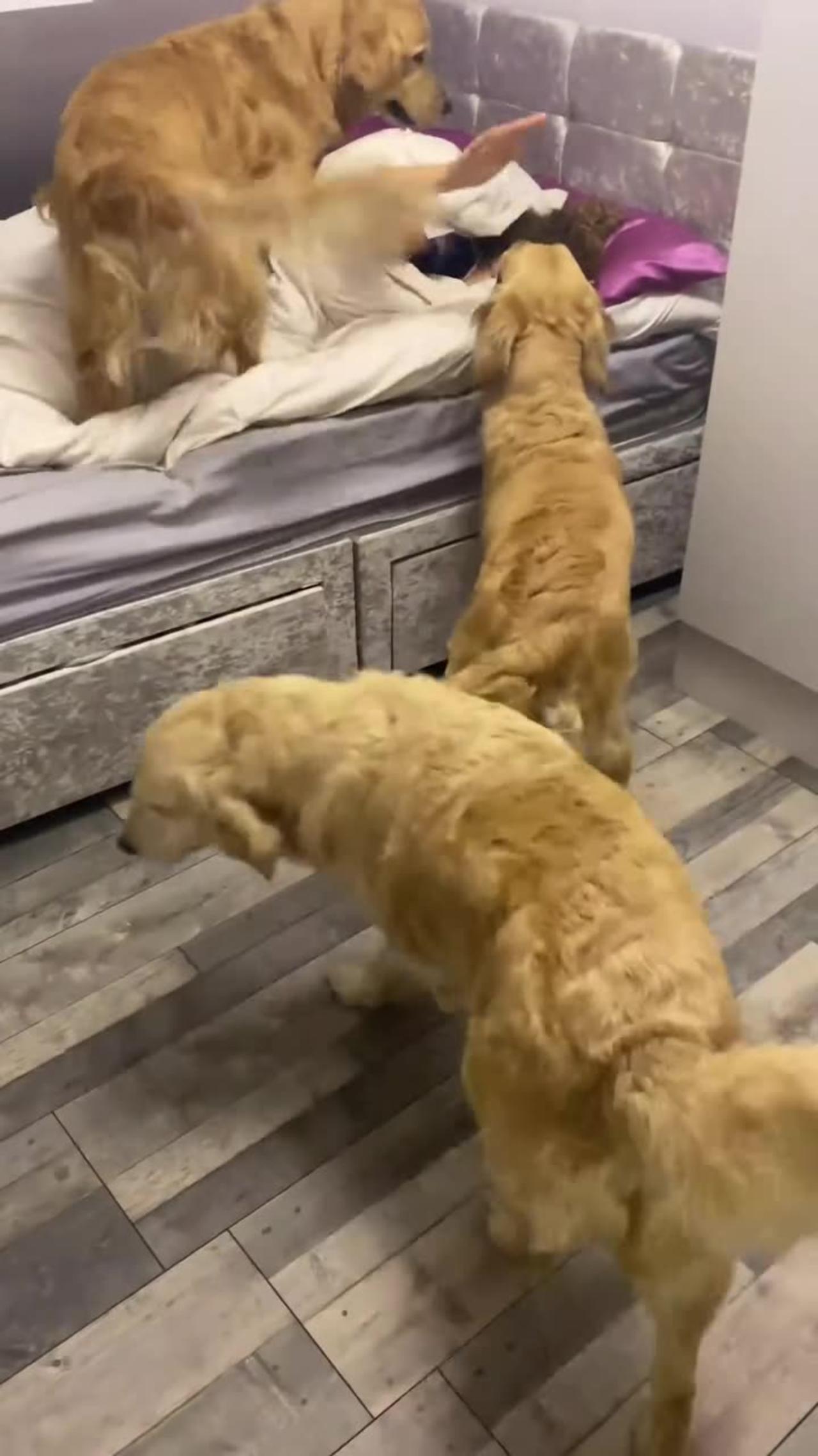 Golden Wake-Up Call: Adorable Retrievers Greet Baby with Morning Love!