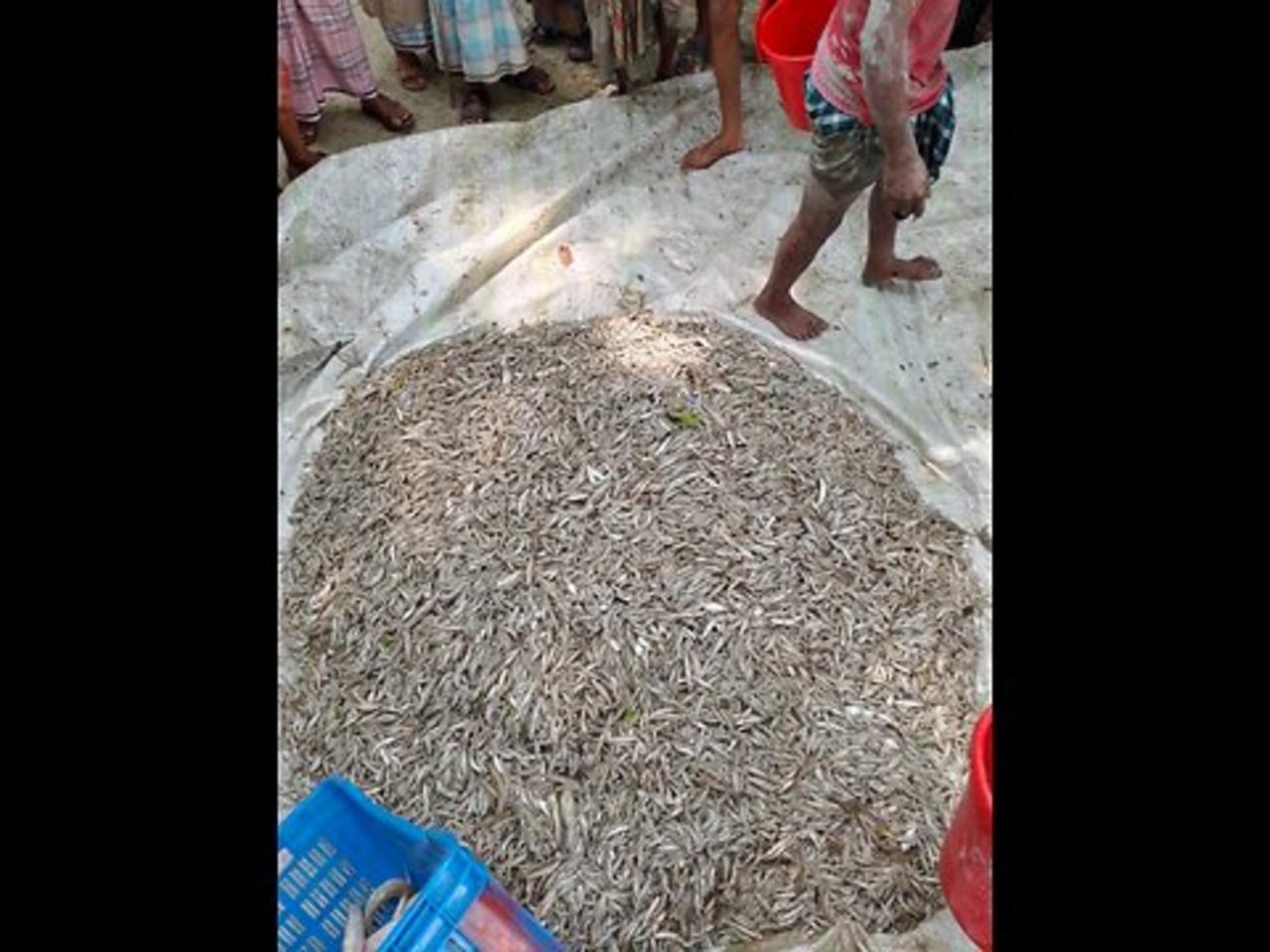 Catch fish in river.
