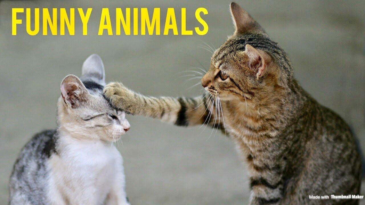 Best Funniest Animals Videos 😅 Funny Dogs And Cats Videos 2024