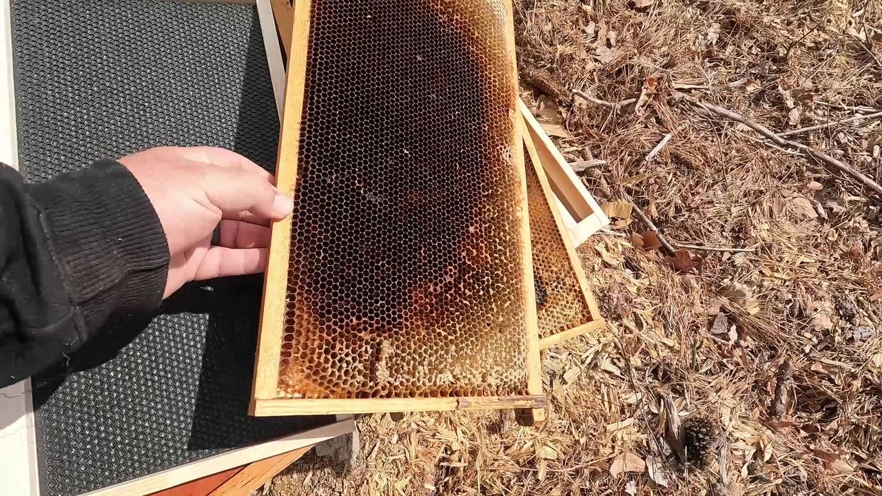 Bees On The Homestead - Beginner's Guide!