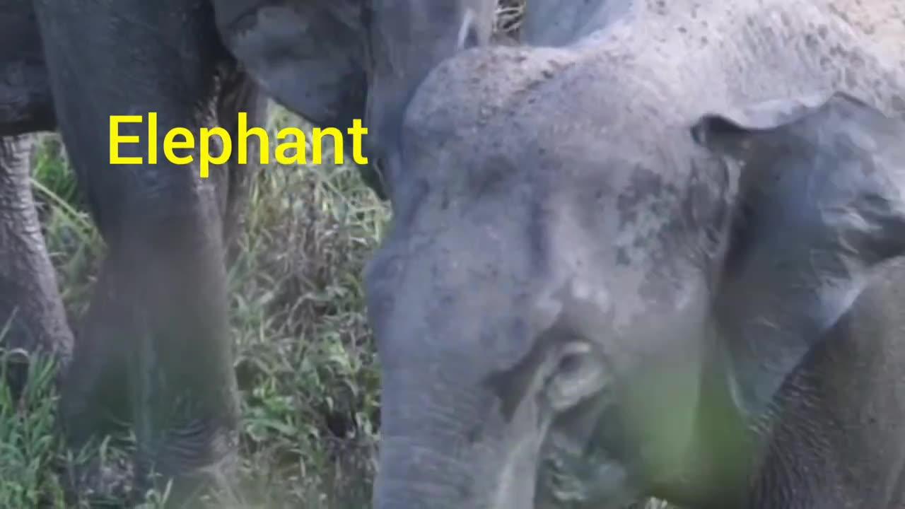 5 WILD Animals Video # kids learing video # wild animals name #2021