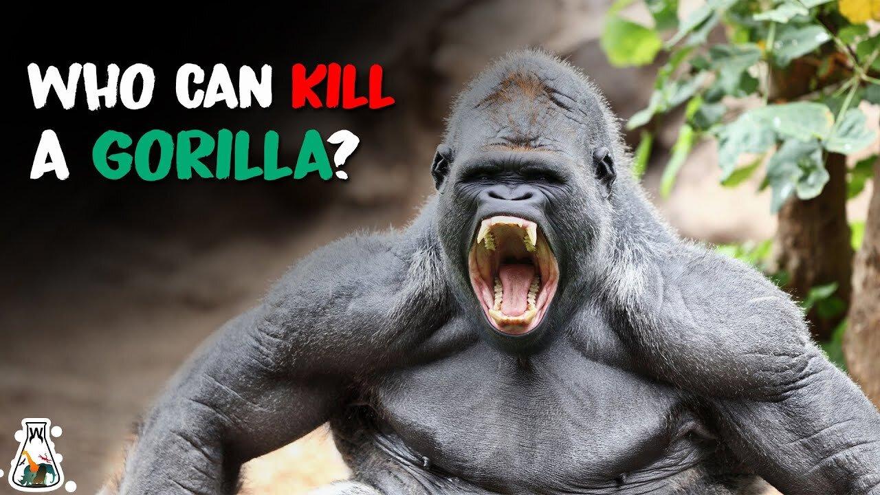 6 Animals That Could Defeat A Gorilla