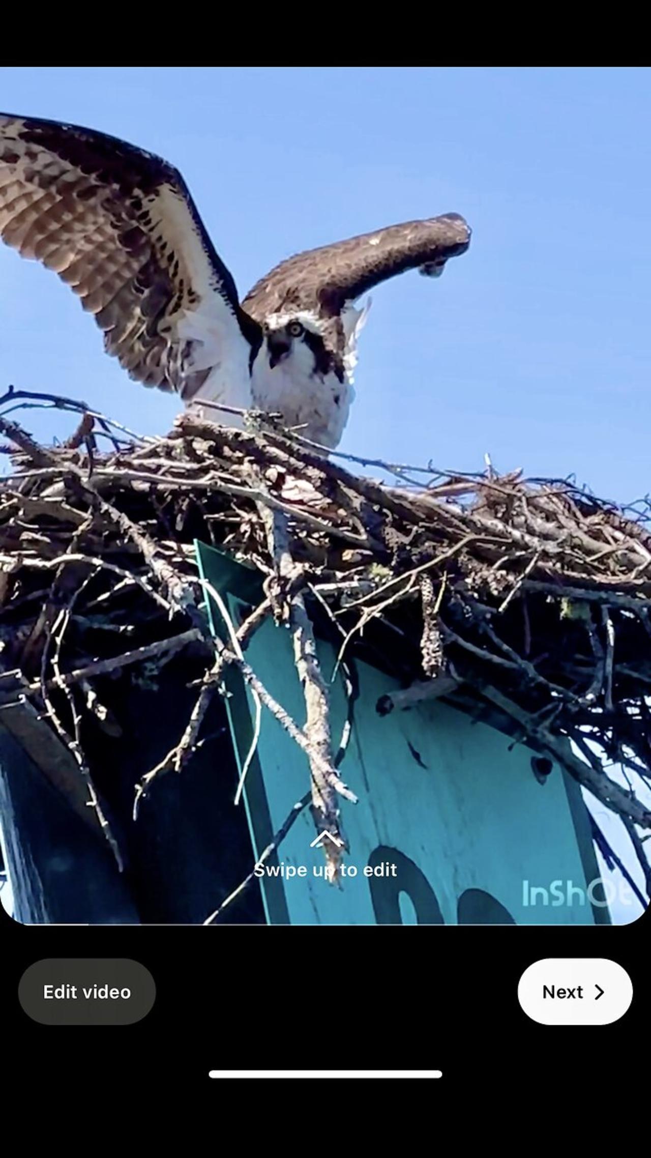Ospreys defend their nest