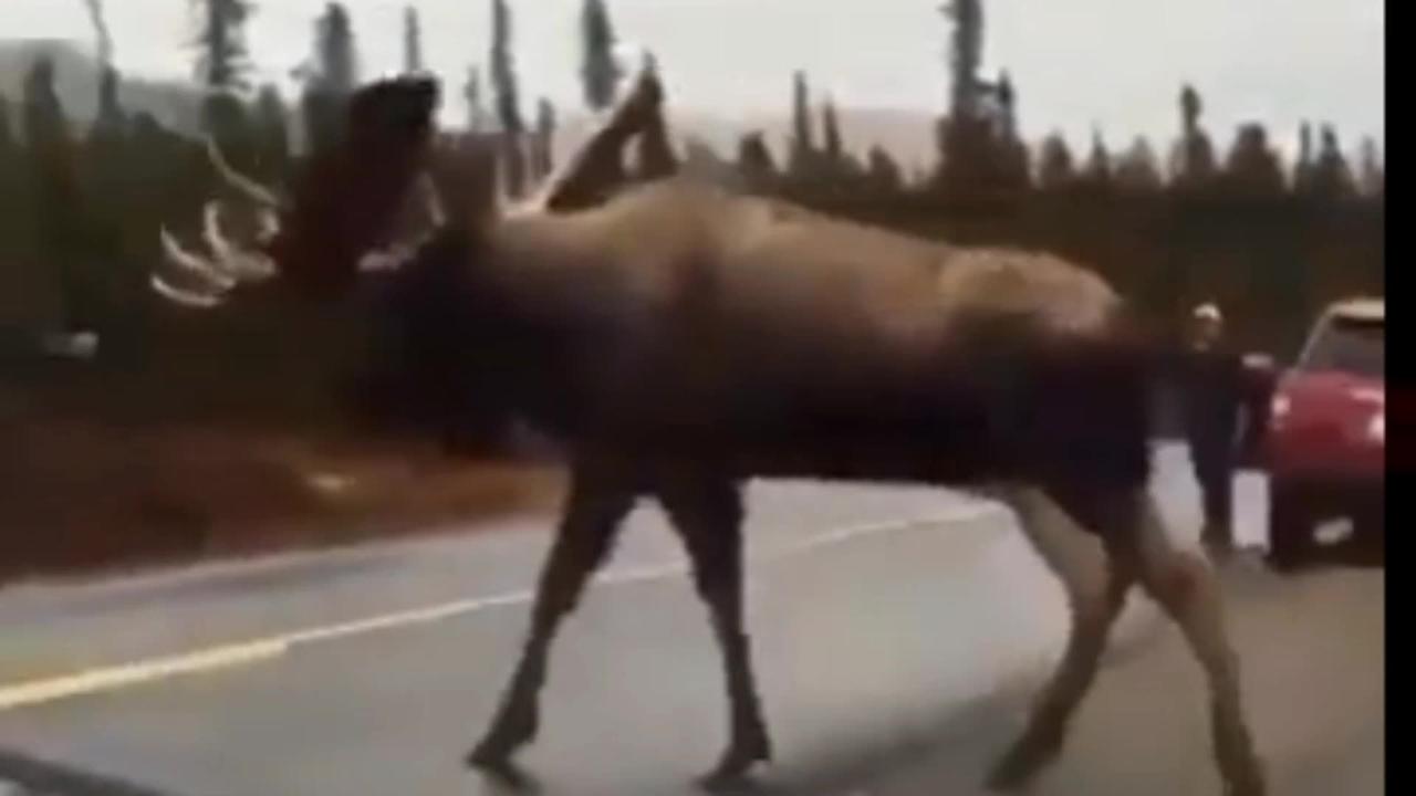 grab a Giant Moose Around Close