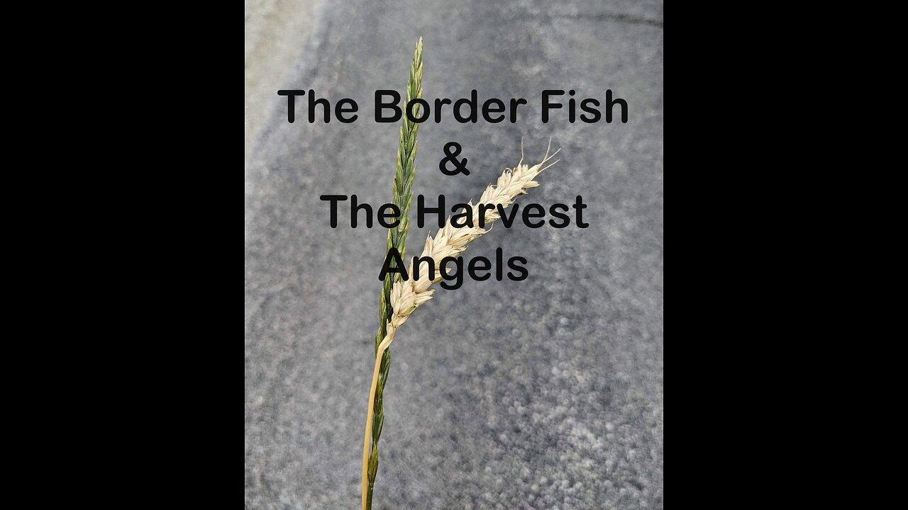 The Border Fish & The Harvest Angels