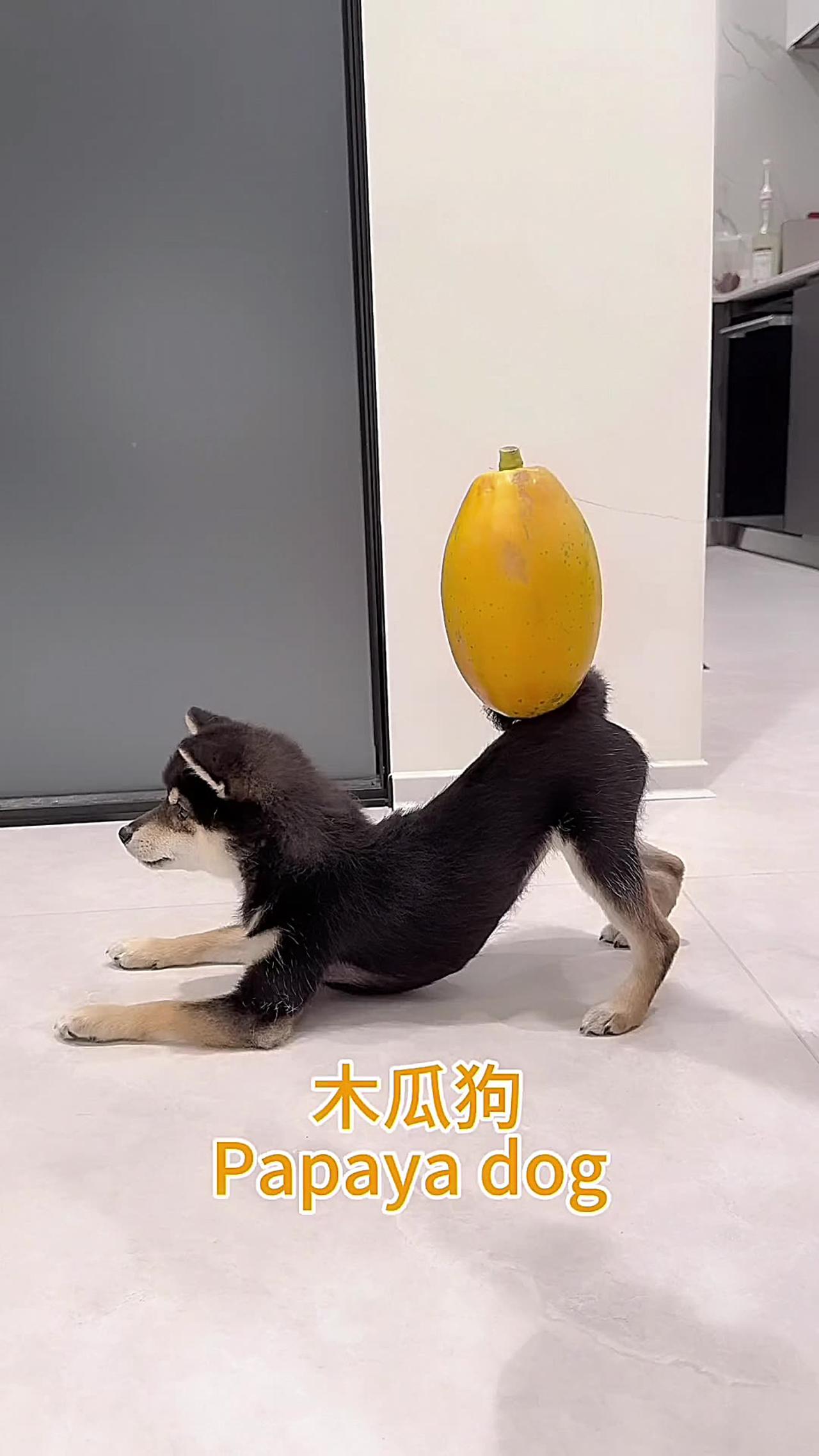 My buttocks can already lift up like a fruit stand#ShibaInu#Cute pet debut