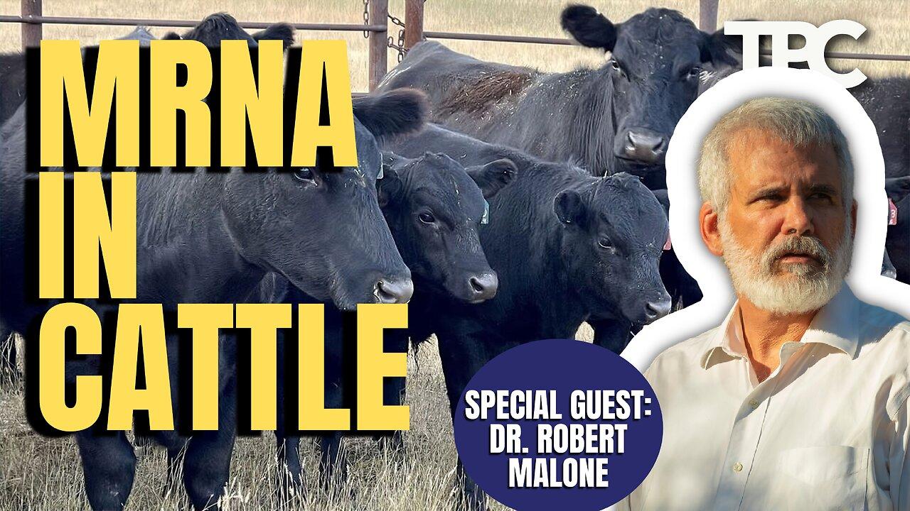 Cattle mRNA | Dr. Robert Malone  (TPC #1,460)