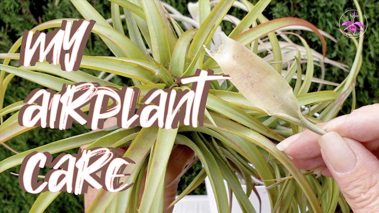 The Ultimate Air Plant Care Guide | Is This One of the Easiest & Underrated Plants? #ninjaorchids