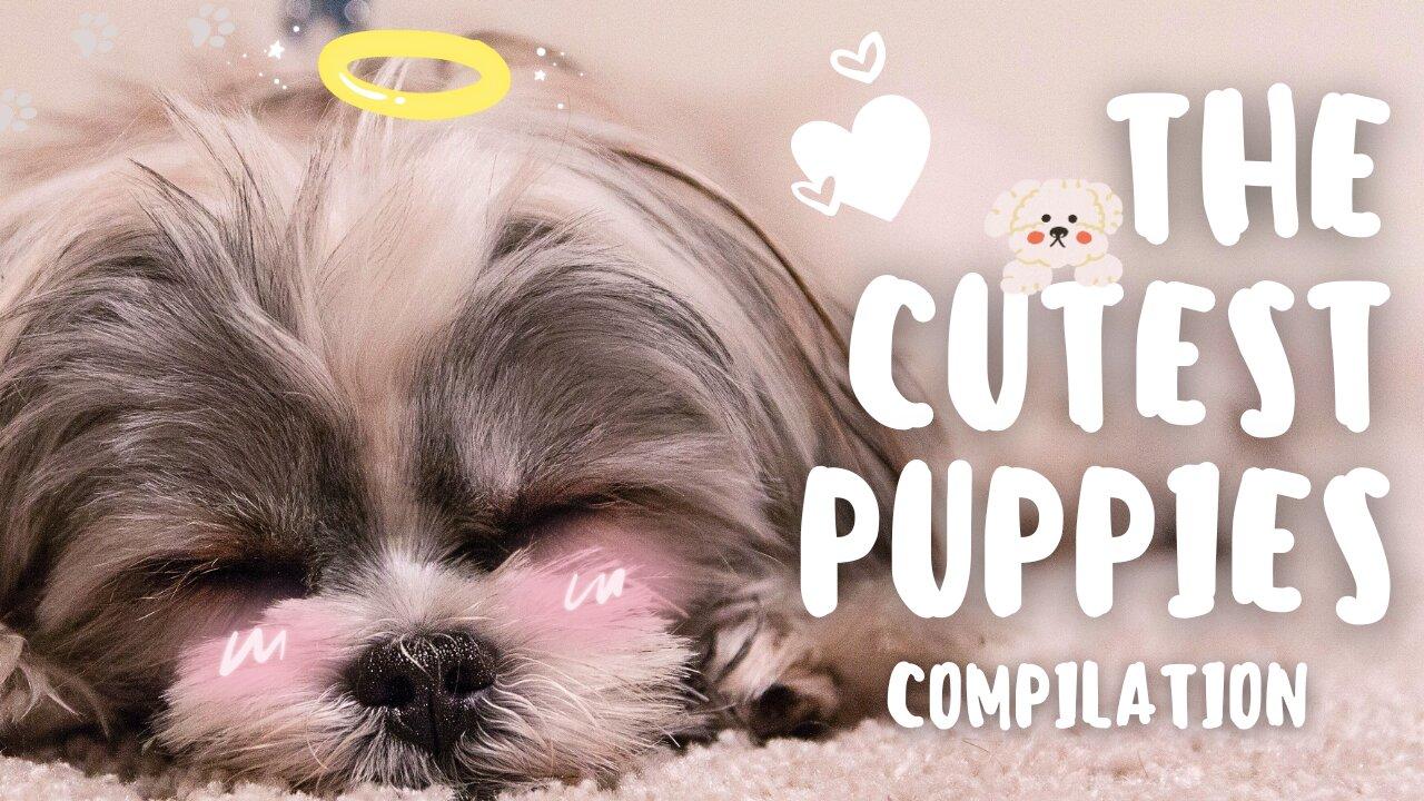 10 Minutes of the World's CUTEST Puppies! 🐶 💕 A Compilation