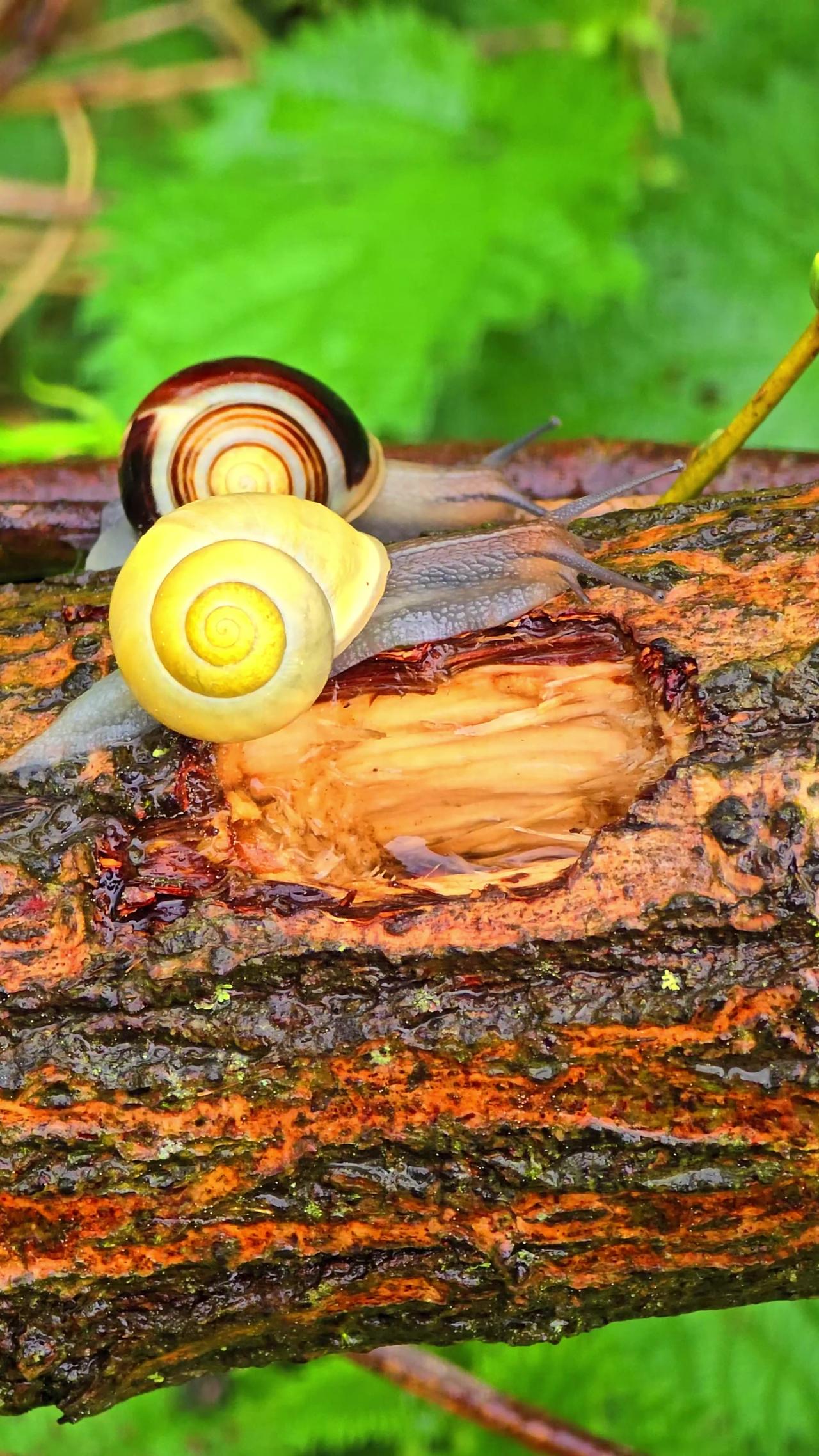 Race between two snails / a light and a dark banded snail.