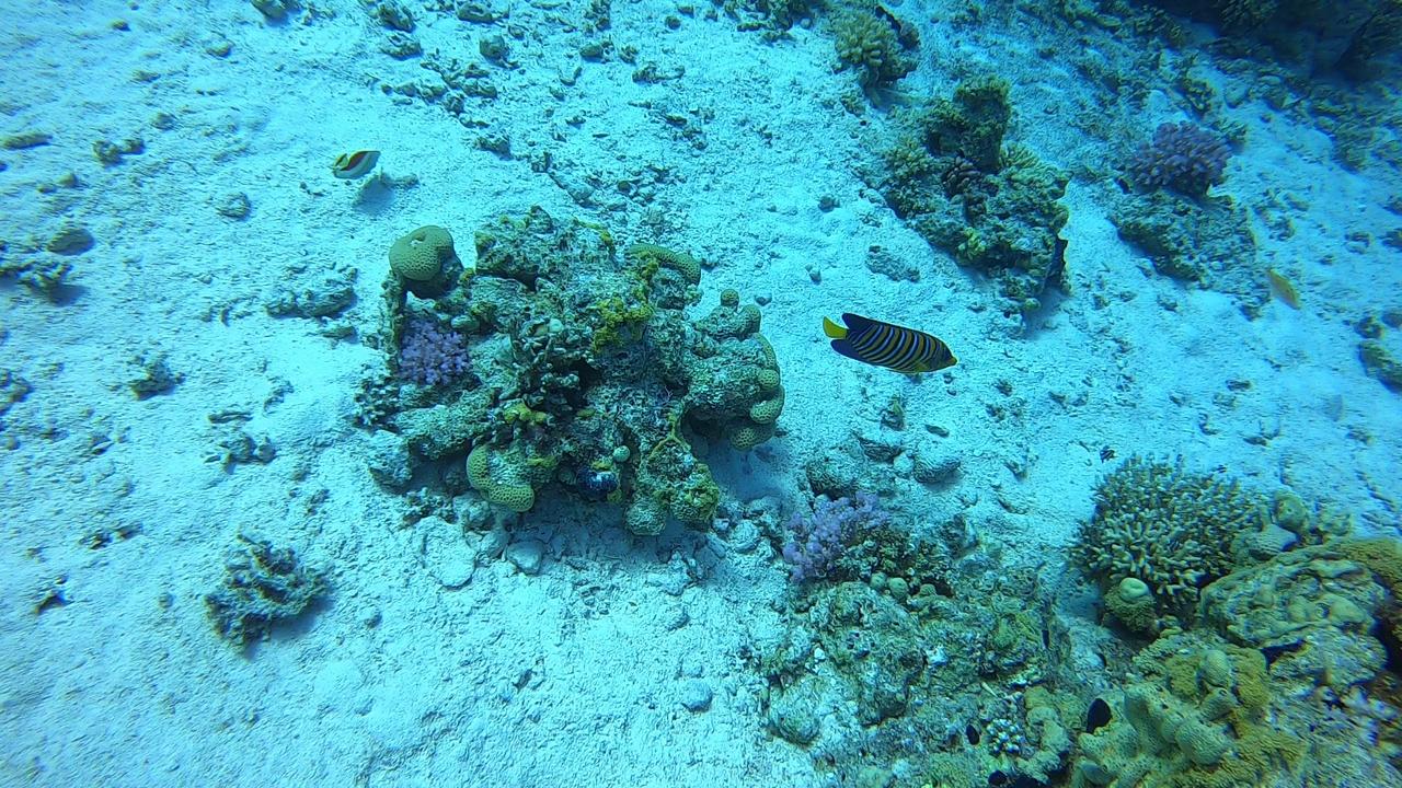 Red Sea SCUBA Diving - Angelfish sighting