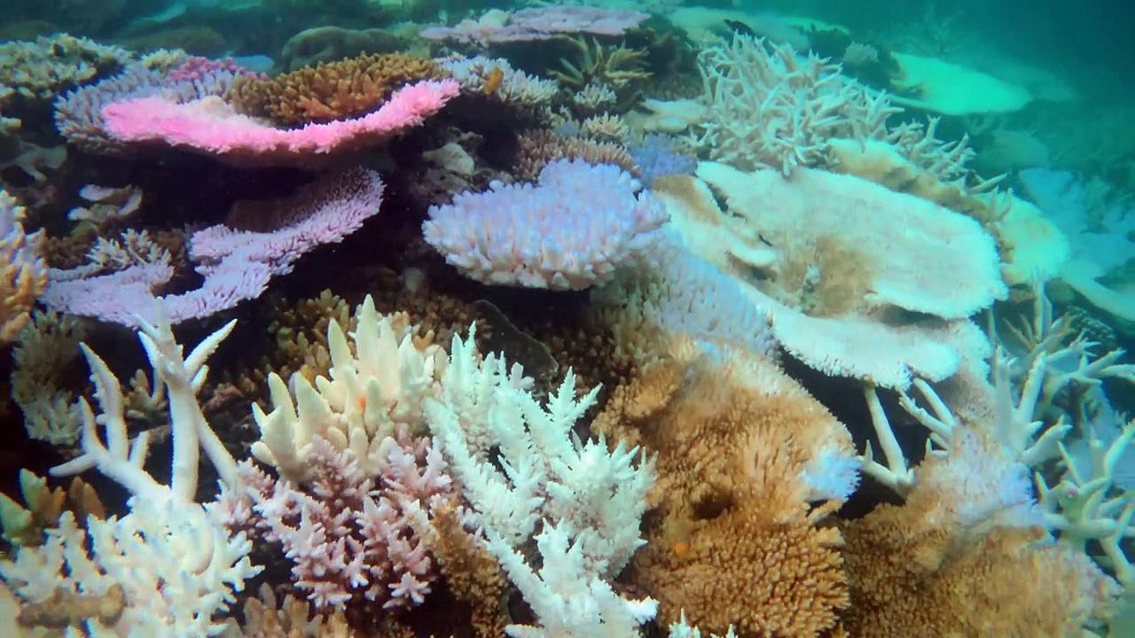 Fear for Australia's Great Barrier Reef after mass bleaching