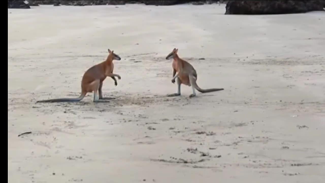 Funny Kangaroo Fight | '🦘🦘' | Funny animals