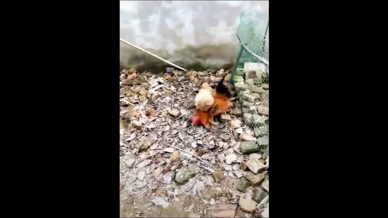 Funny Fight Moment | Chicken vs Dog | Funny Animal