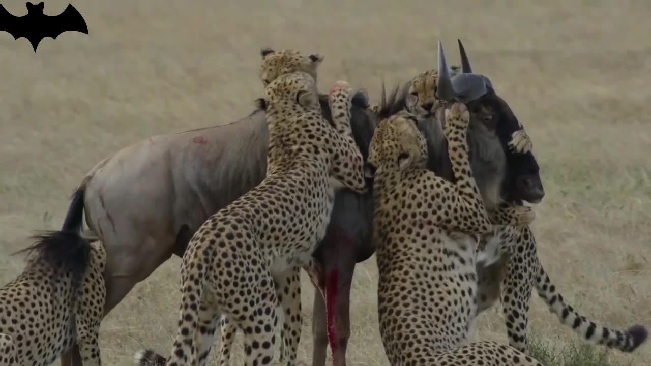 Watch the speed and strength of cheetahs and how they catch their prey with ease