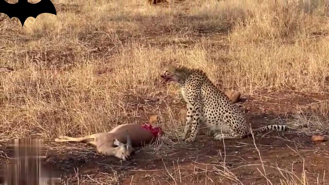 The antelope was eaten alive by the cheetah