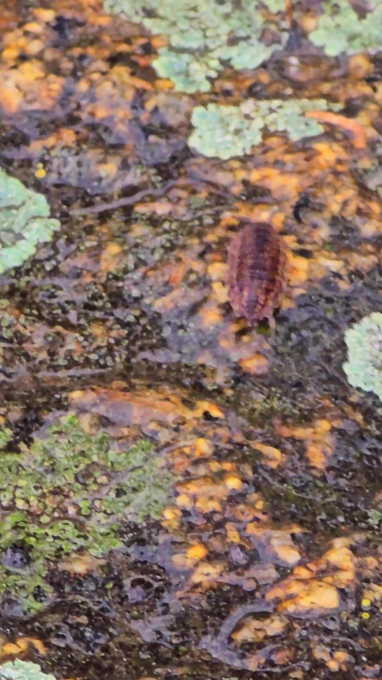 A woodlouse crawls on wet ground in rainy weather.